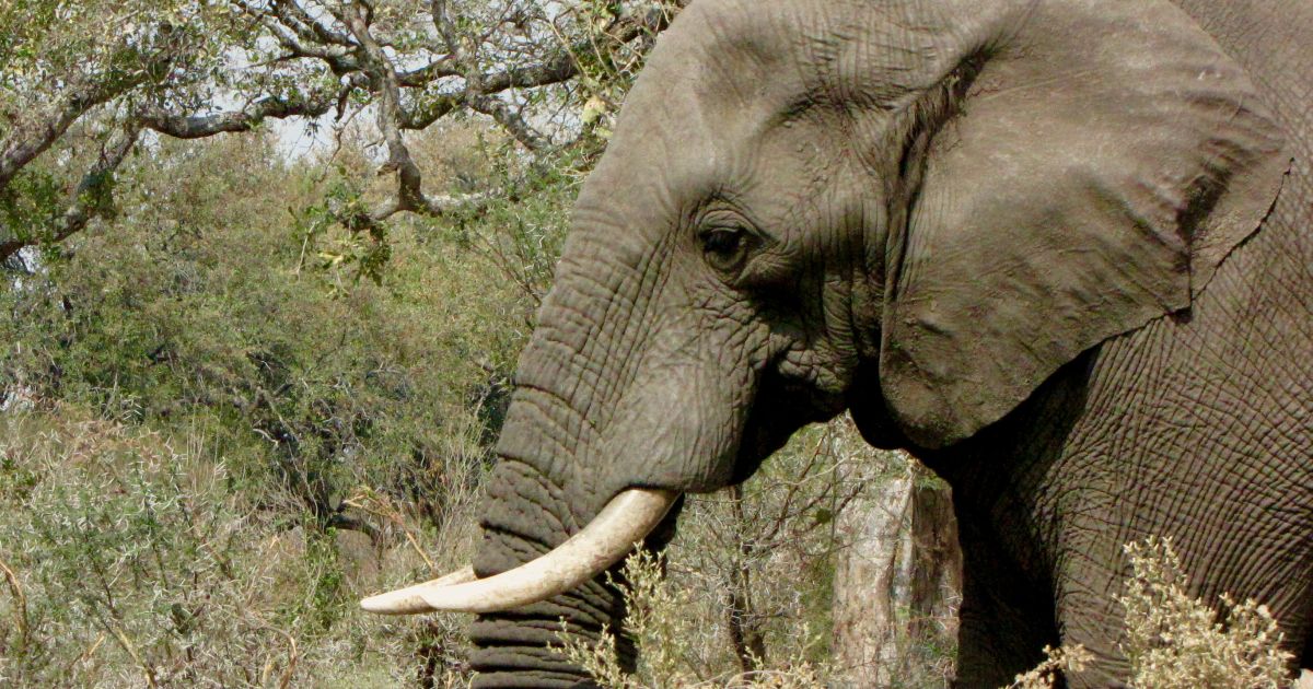 Elephant depression